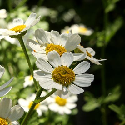 Sun-kissed flowers