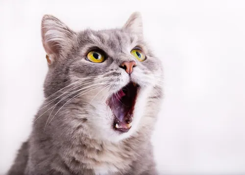 cat.si artwork