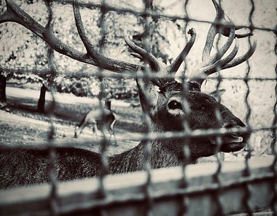 Freedom in the depths of his eyes