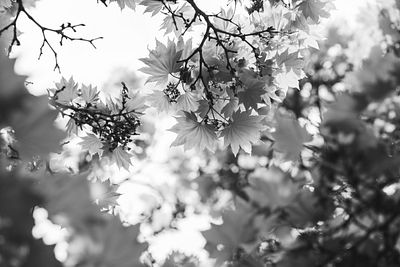 Pockets of Light