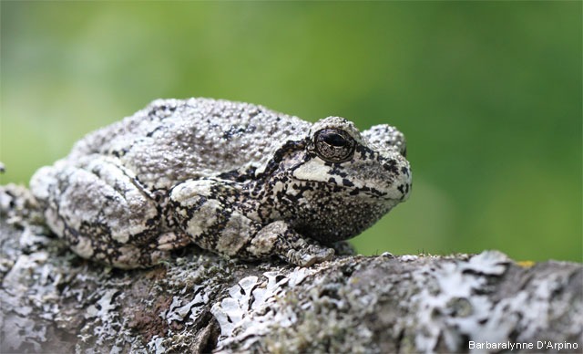 SECRETFROG
