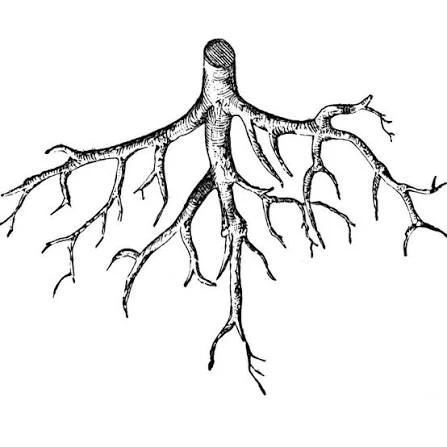 ROOTS