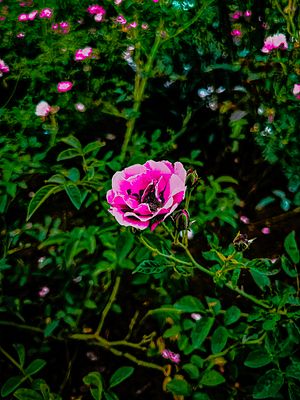 “The Rose Remembers”