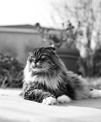 Regal