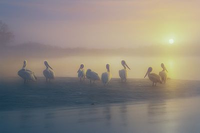Misty Morning