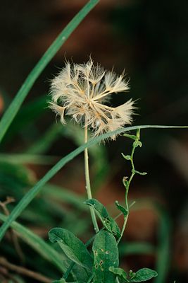 Summer's Gentle Whisper