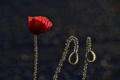 The Red Poppy's Dream