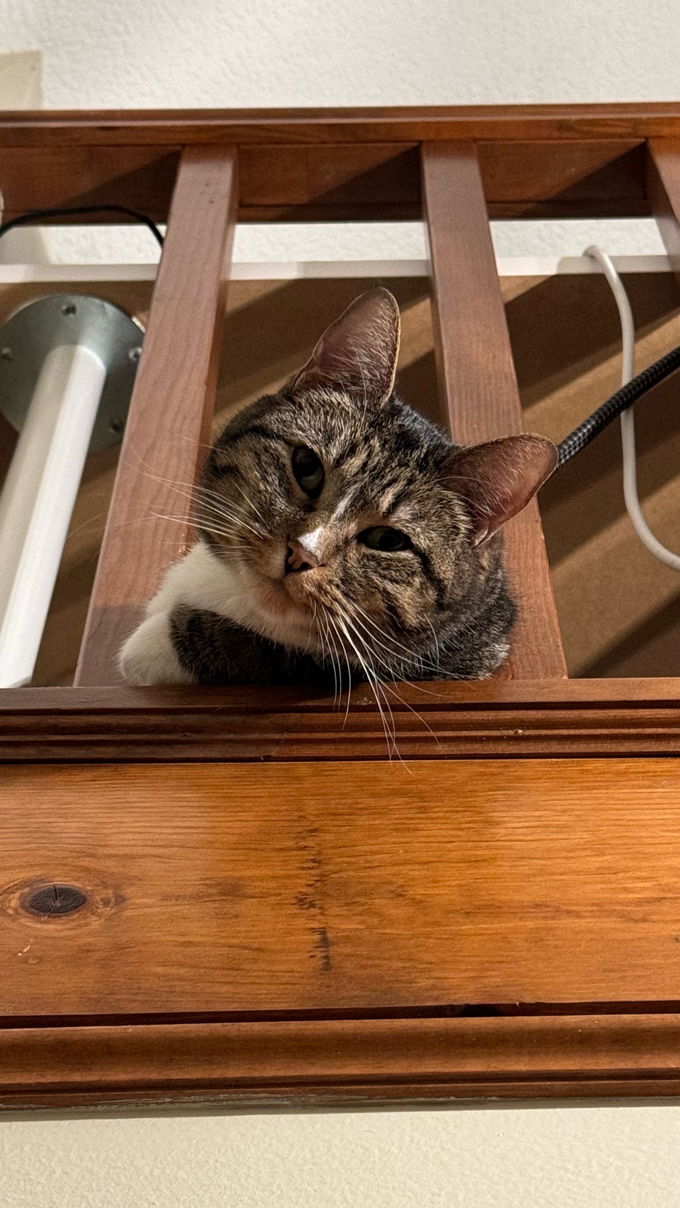 Here, Kitty!