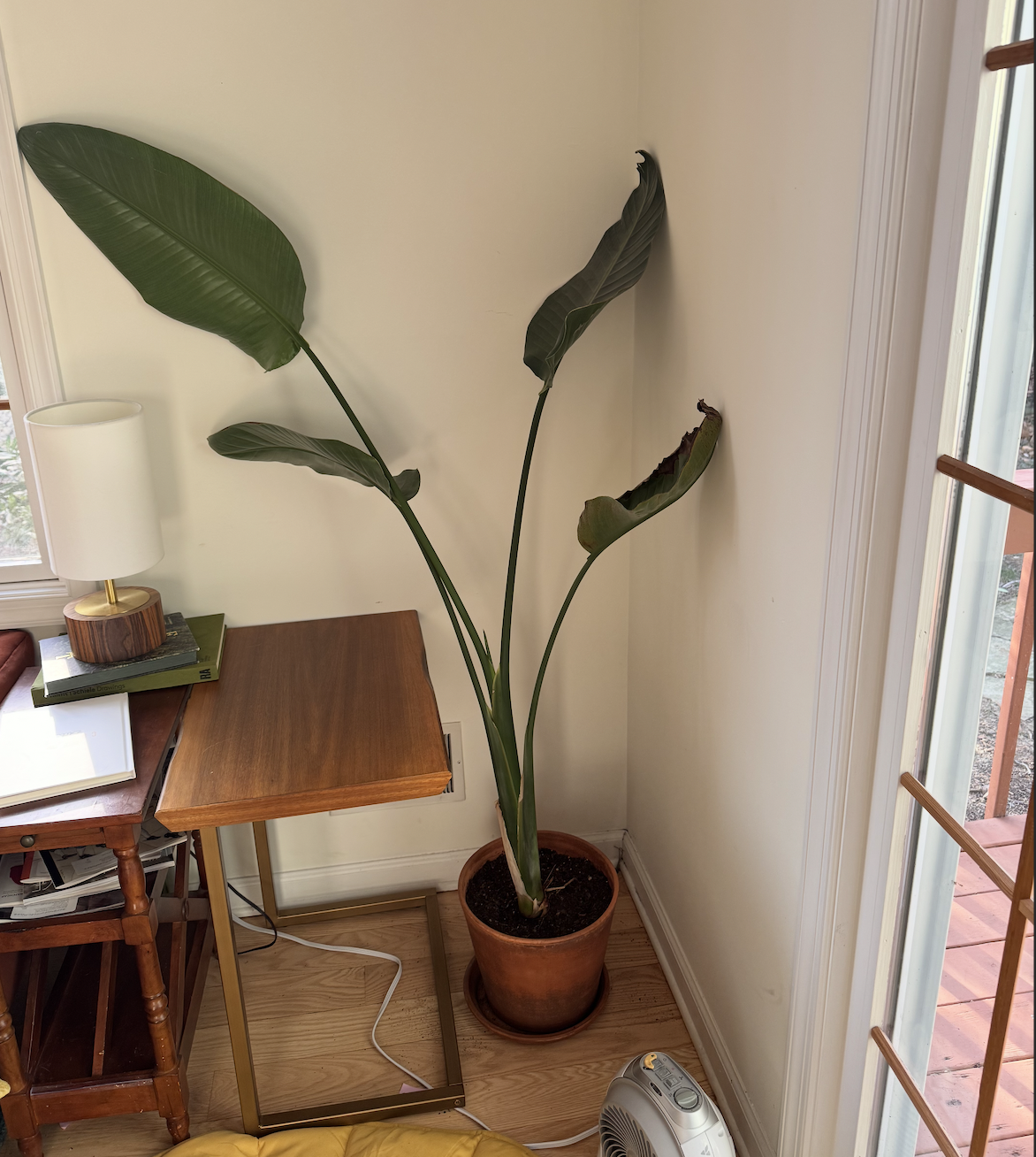 plants