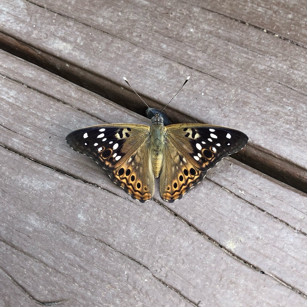 Moth