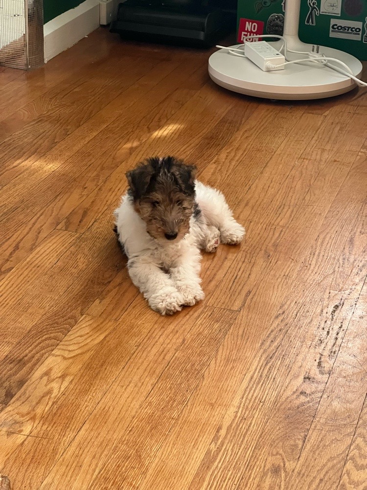 Biscuit